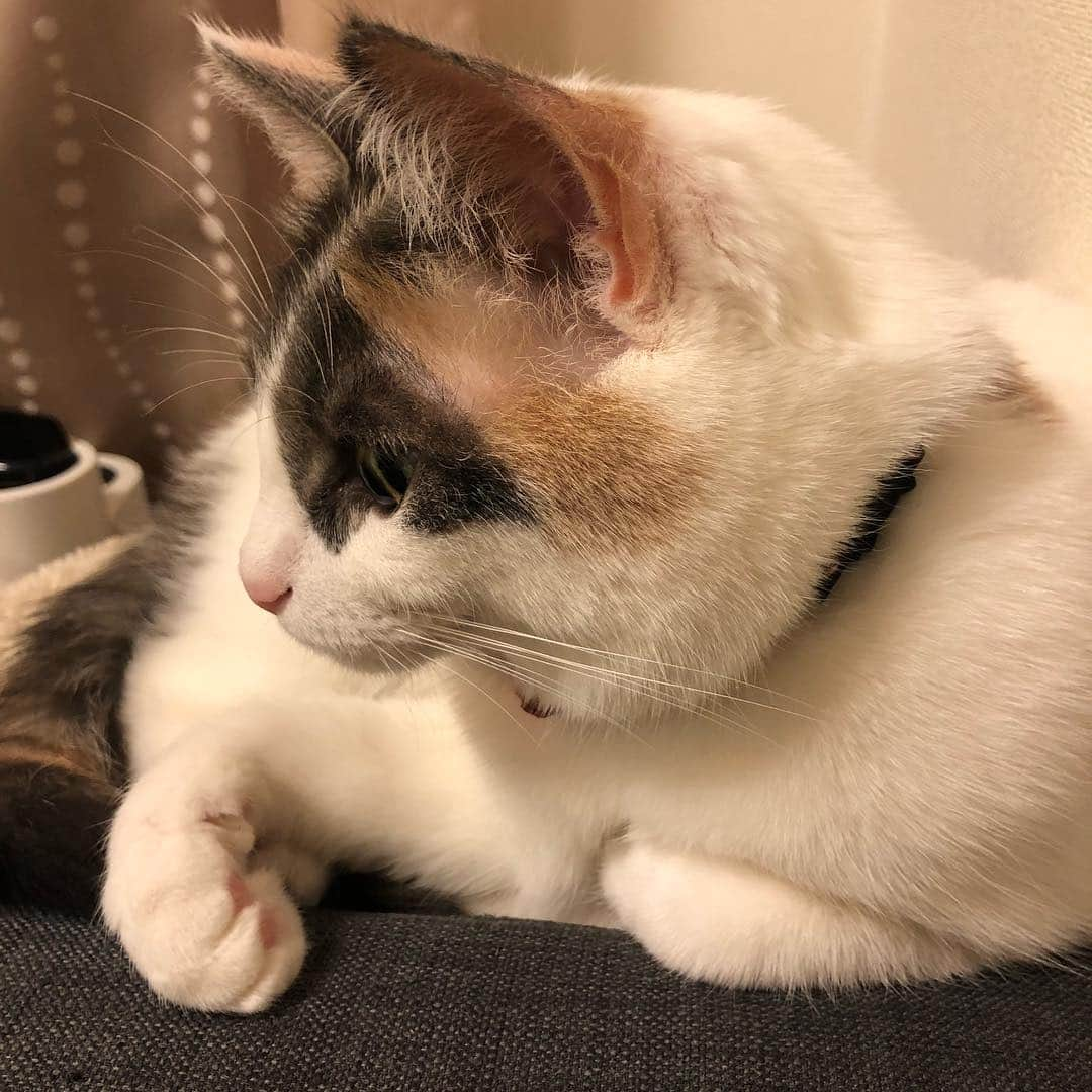 momo0224momomoさんのインスタグラム写真 - (momo0224momomoInstagram)「毛並みがいいゆず。  #ねこ#猫#かわいい#スコティッシュ#スコティッシュフォールド#ノルウェージャン#まん丸猫#ドラえもん#猫バカ#親バカ#多頭飼い#猫の平和を祈る#ペットバカ#ヌコ#Instagram猫#ねこ部」4月21日 8時42分 - momo0224momomo