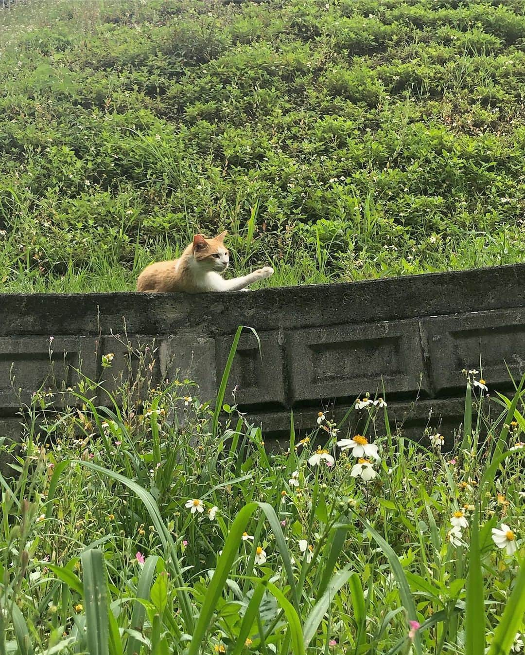 渋谷凪咲さんのインスタグラム写真 - (渋谷凪咲Instagram)「実は今日の朝、沖縄の猫ちゃんが沢山居る、猫ちゃん公園にも行ってきました🐈🌼 . . 5枚目の動画は、私を取り合って猫ちゃんが 喧嘩していました🥺笑 . 喧嘩の末に、勝った猫ちゃんが私の足元にずーっと 居たのです🥺💗 . . かわいい🥰 . . この、#希望ヶ丘公園 にずっと行きたかったけど、 中々時間が無くて、でも最終日の朝メイクがおわって 少し時間があったので、やっと行けました💕 . せっかく沖縄に来たから行きたかったので 行けてよかったです☺️ . . 皆んな凄く甘えん坊さんで可愛かった💕 . 沢山癒されました☺️ . . 猫ちゃんありがとう！ もう、私の取り合いで喧嘩はしないでね🥺✨笑 . . 猫好きの皆さんはぜひ💕 . . そして、1人で行て来たので、ホテルに帰って皆んなに 話しました☺️ . すると、 . 「あれ1人で行ってたん？💦なぎちゃん猫好きやな〜☺️💦」 . って言われました☺️笑 . . ちゃんちゃん♫ . #私 #猫 #好き #ねこ #すき #cat #love #猫ちゃん公園 #沖縄国際映画祭 #沖縄」4月21日 20時05分 - nagisa_nikoniko