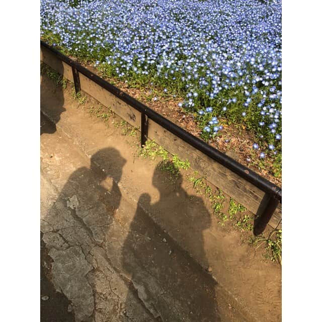 千菅春香のインスタグラム：「春の日比谷公園さんぽ！ #日比谷公園 #ネモフィラ #日曜の昼下がり」