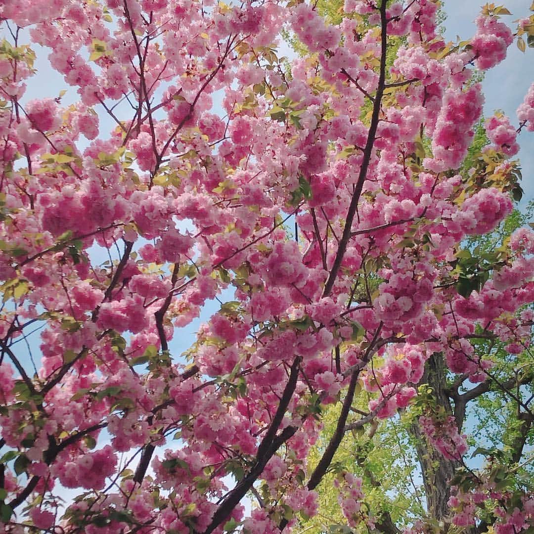 美香さんのインスタグラム写真 - (美香Instagram)「春ってキモチイイ🌸🌸🌸」4月21日 18時43分 - mikaofficial99