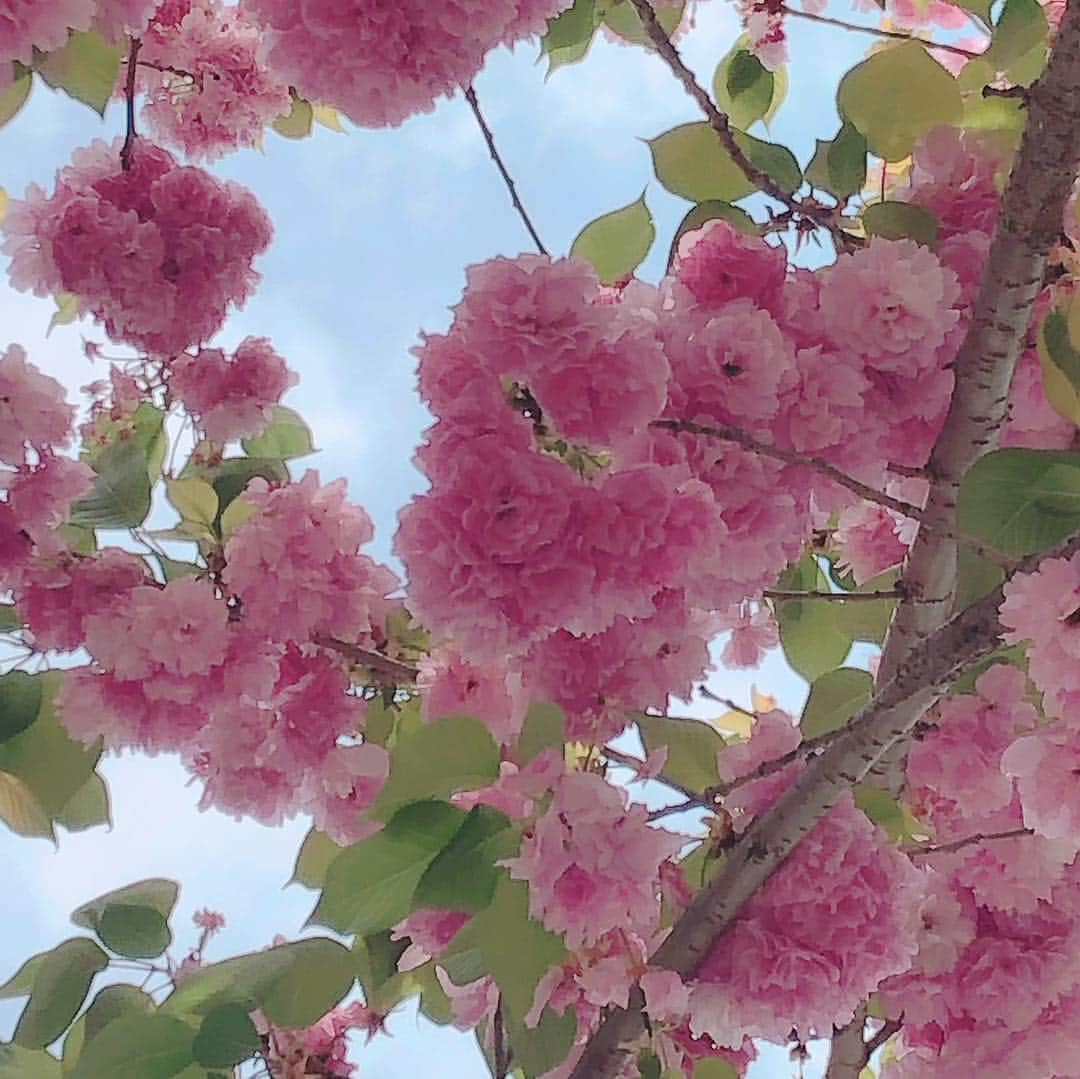 美香さんのインスタグラム写真 - (美香Instagram)「春ってキモチイイ🌸🌸🌸」4月21日 18時43分 - mikaofficial99