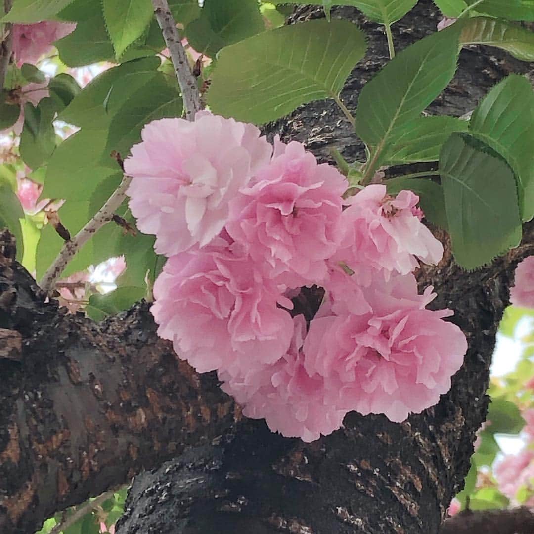 美香さんのインスタグラム写真 - (美香Instagram)「春ってキモチイイ🌸🌸🌸」4月21日 18時43分 - mikaofficial99
