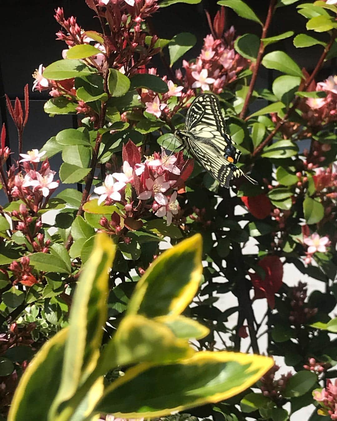松下萌子さんのインスタグラム写真 - (松下萌子Instagram)「蝶々、好き🦋💕 #アゲハチョウ」4月21日 18時57分 - moecochalkart
