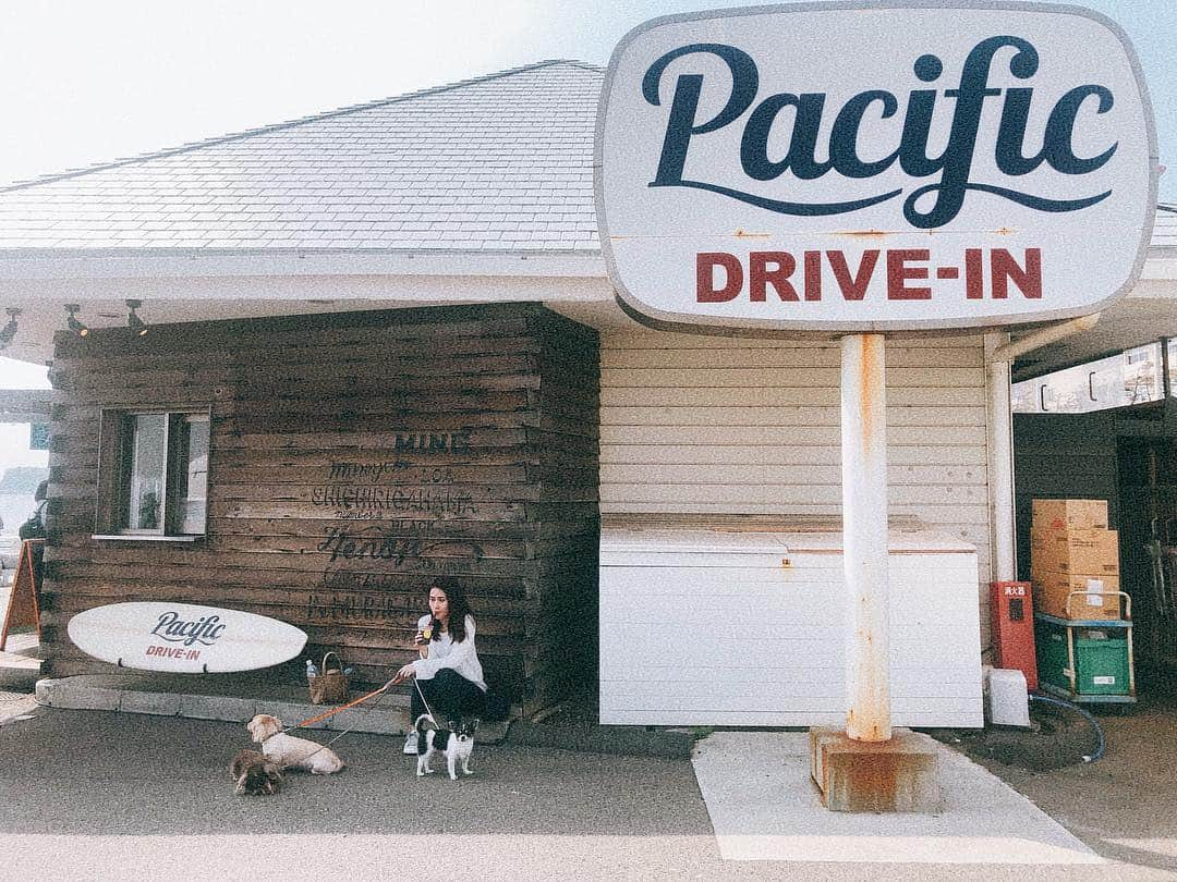 小澤名代さんのインスタグラム写真 - (小澤名代Instagram)「Pacific Drive In🚙 @pacificdrivein  犬友と4匹連れて海でお散歩🐾 海の目の前でお弁当食べたり お喋りしたり 最高の休日の過ごし方🌴✨ ・ #pacificdrivein #happyholiday #beach #beachside #lunchbox #sunday #cafe #acaiibowl #acaiismoothie #scones #nakamurajeneralstore #dogsofinstagram #doglover #dogoftheday #drive #kamakura #七里ガ浜 #パシフィックドライブイン #お弁当 #海 #お散歩 #愛犬 #チワワ #海でお散歩 #ビーチ #鎌倉 #湘南」4月21日 19時07分 - ozawanayo