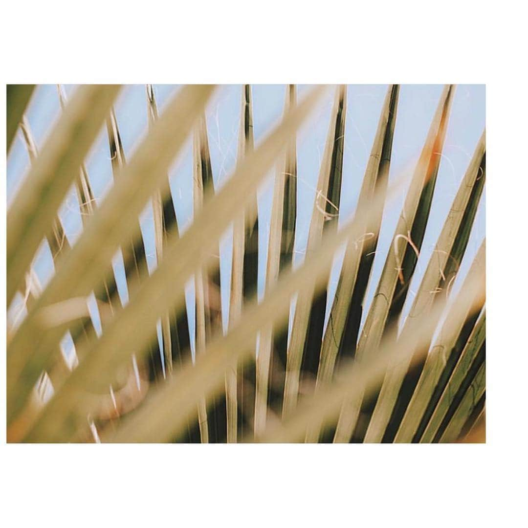 シューマッハさんのインスタグラム写真 - (シューマッハInstagram)「#inspiration #Mood #Sundays #Palmtrees 📸 by @julianimkephotography」4月21日 19時02分 - dorotheeschumacher