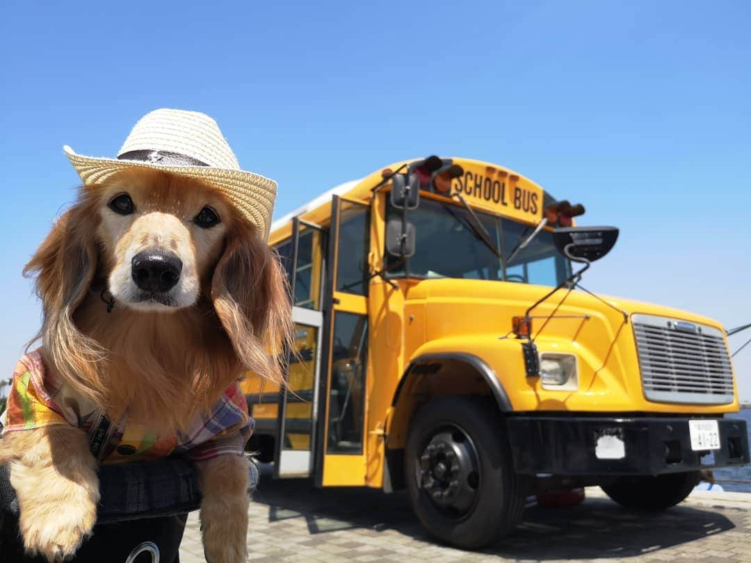 ?モデル?大地?さんのインスタグラム写真 - (?モデル?大地?Instagram)「♪🐾2019*4*21🐾 . 昨日は⚓臨港パークで開催していた Marin Dog Partyに 🐾お散歩しに行って来たよ🎶😄 . . 昨年同様💙青空で 🌊海からの🍃風がとっても気持ち良い日でした🎶 . . 1つ300円だった❤可愛いコースター🎶 使うのがもったいないから 何処かに飾ろうかな？😁😁😁 . . 何ヶ所か📷フォトスポットがあったけど なんとくスルーして…😅 . 💛黄色の🚌可愛いSCHOOL BUSが 💙青空にとっても映えていたので 一緒に📷写真を撮ったよ🎶✌️😄 . . 🐾🐾🐾🐾🐾🐾🐾🐾🐾🐾🐾🐾🐾🐾 . #大地#大好き#だいすき #いつも一緒#ずっと一緒 #大地なしでは生きて行けませんw #いぬ#イヌ#犬#わんこ . #ワンコ#愛犬#いぬばか部 #犬バカ部#いぬら部#いぬすたぐらむ #犬のいる暮らし #横浜#yokohama#神奈川 . #マリンドッグパーティー#イベント #公園#散歩#お散歩#青空 #ミニチュアダックスフンド#ミニチュアダックス #ダックスフンド#ダックス」4月21日 19時11分 - sachi_daichi