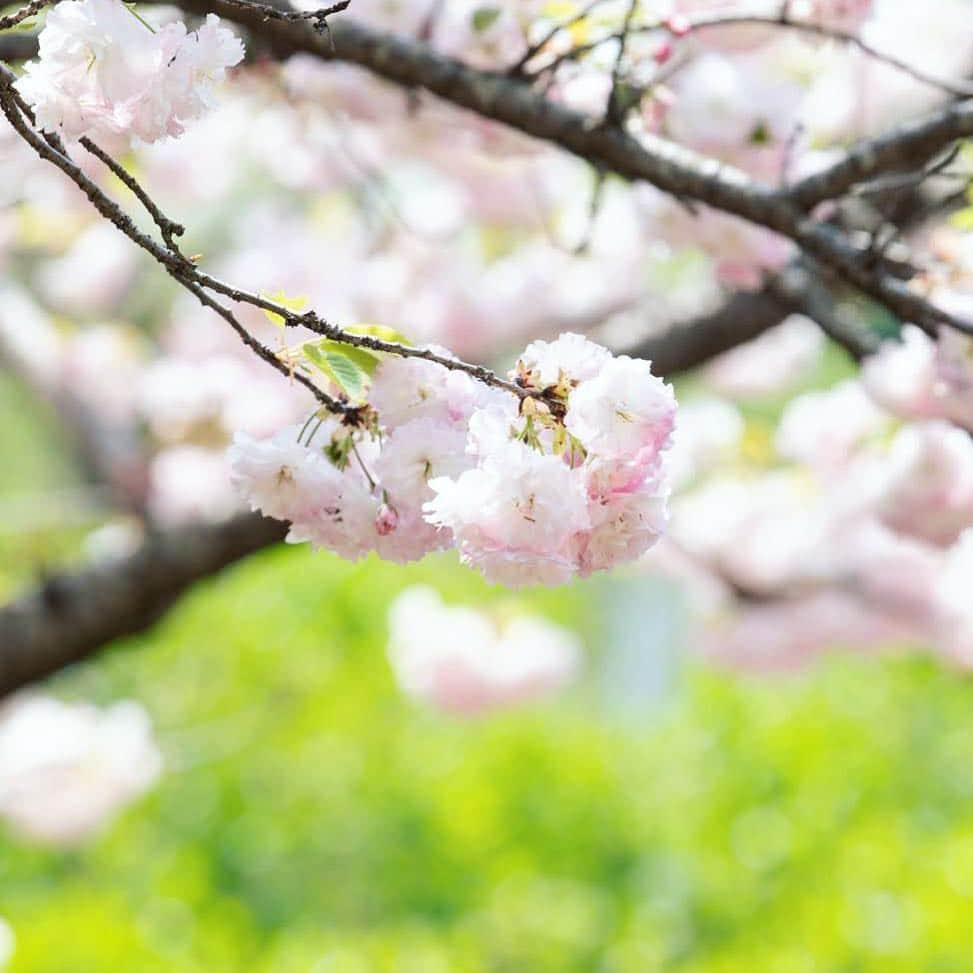 japanese forest & web designer　kapiosanさんのインスタグラム写真 - (japanese forest & web designer　kapiosanInstagram)「八重桜みると桜が終わりだなぁ〜と思います。でも新緑も好き！ . . . . . . . . . .  #Japan #Nature #beautiful #flowers #naturelovers #forestpark #trekking #flowersofinstagram #flowersandmacro #flowerstagram  #flowerslovers #花 #floweroftheday  #team_jp_ #d850 #nikonphotography #nikond7200 #japanesestyle  #happy #東京カメラ部 #cherryblossoms #桜 #mylife #photography」4月21日 19時28分 - emiyamada_japan