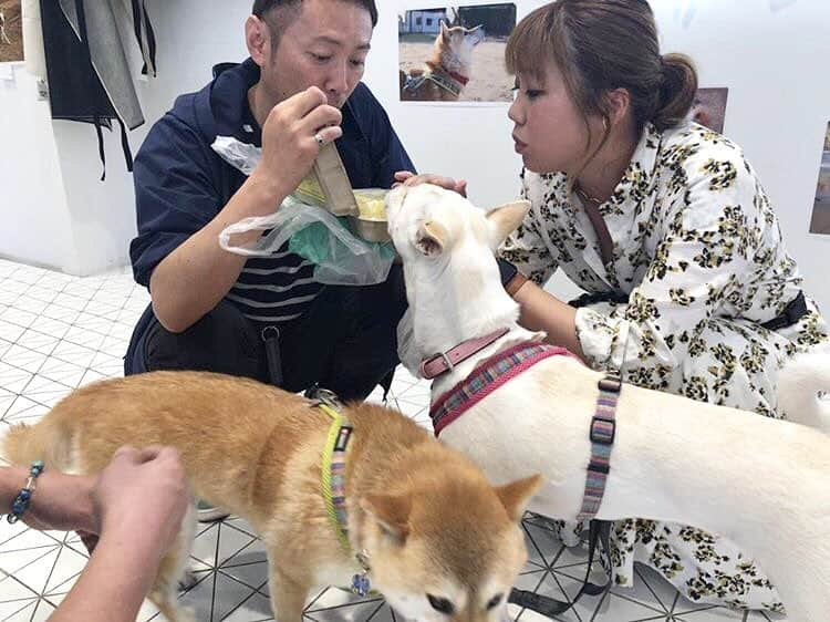 柴犬ハル&保護犬すずさんのインスタグラム写真 - (柴犬ハル&保護犬すずInstagram)「📷 . ハルすず写真展1日目 . 本当にたくさんの方に来ていただきました🙏ありがとうございます！ . 東京、横浜、神戸、関西、京都、大分などなど、遠方から来られたかたがとても多く、 「交通費ごめんなさいー🙇‍♂️」 と、心の中ですごく思っていました。なのに、お土産までくださって、もう本当に、皆さま、神です🍺ありがとうございました！ . Webで写真集を買ってくださった方、買えなかった方、、 皆さまに感謝でいっぱいです！ 2分くらいで30冊完売したみたいです🙏 発送の準備は明後日からします！ のんびりお待ちいただけると嬉しいです😃 . そして、明日ですが、 すずのお腹の湿疹が再発してます🐷そのため、明日はハルだけの参加となります。。。 すずのことを楽しみにしてくださった方がもしいらっしゃったら、本当に申し訳ないです。 薬を飲ませて休ませたいと思います🐕 . 明日は、 10時からカフェショップにいます！ 是非是非美味しいコーヒーを飲んだり、ハルと遊んだりして、楽しい時間を過ごしてくださーい！ . #ハルすずはもう寝ました #お疲れ様でした #飛行機や新幹線の方気をつけてお帰りくださいね #お土産本当にありがとうございました！ #もう食べました笑笑 . #柴犬#柴#kagoshima#dog#puppy#shibainu#shibastagram#いぬバカ部#family#鹿児島#赤柴#雑種#天文館#日本犬#保護犬を家族に#保護犬#元保護犬#家族」4月21日 19時44分 - haruharu040777