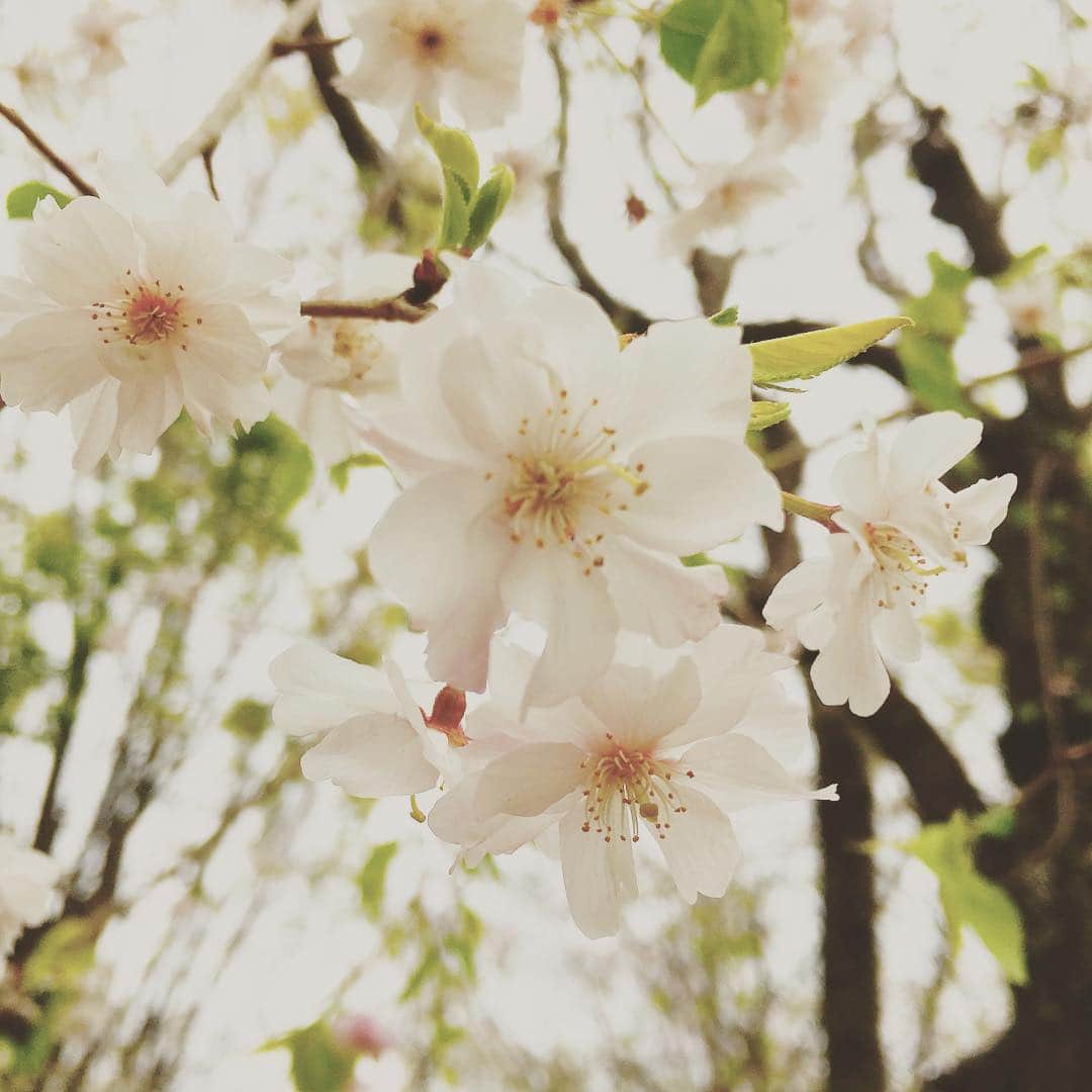 平野由実さんのインスタグラム写真 - (平野由実Instagram)「#先週の写真 #ギリギリ間に合った #桜 ゆっくり花見をすることはなかったけれど、家族で桜を見れることが嬉しい。 子どもは桜よりも桜餅と遊びがお好き。 来年は家族でお花見行きたいなぁ。 なんやかんやで、週末バタバタ。 もう4月後半。 平成が終わる。 令和を心身ともに元気な状態で迎えたい。 #早く元気になぁれ  #息子ダウン中 #感染阻止するぞ」4月21日 11時16分 - yumi_hiranoo