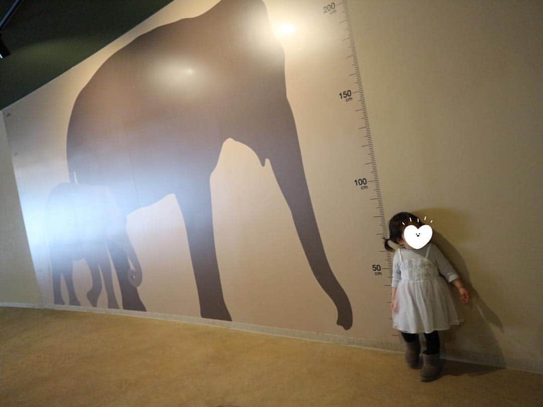 紺野あさ美さんのインスタグラム写真 - (紺野あさ美Instagram)「先週妹達と行った円山動物園 3月にできたゾウ舎は国内最大級らしい🐘  母は抱っこオンパレードの筋トレデーだったけど 娘はだんだん動物がわかるようになって 楽しそうだったのでなにより☺️🙌. . #可愛いヒツジは鳴くと迫力あって驚いてた #姪っ子はまさかの涙 #息子はベビーカーで爆睡」4月21日 11時19分 - asami__k