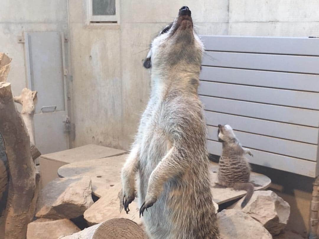 紺野あさ美さんのインスタグラム写真 - (紺野あさ美Instagram)「先週妹達と行った円山動物園 3月にできたゾウ舎は国内最大級らしい🐘  母は抱っこオンパレードの筋トレデーだったけど 娘はだんだん動物がわかるようになって 楽しそうだったのでなにより☺️🙌. . #可愛いヒツジは鳴くと迫力あって驚いてた #姪っ子はまさかの涙 #息子はベビーカーで爆睡」4月21日 11時19分 - asami__k