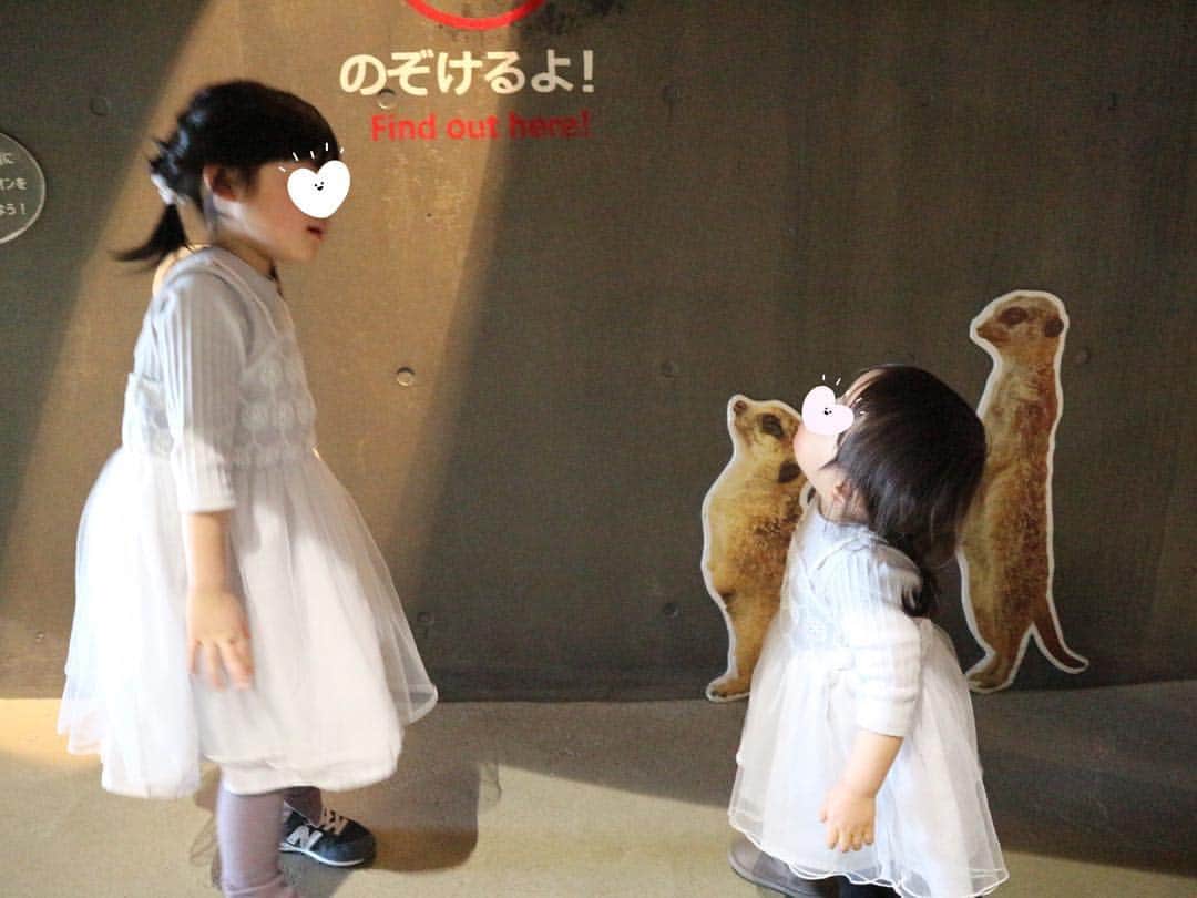 紺野あさ美さんのインスタグラム写真 - (紺野あさ美Instagram)「先週妹達と行った円山動物園 3月にできたゾウ舎は国内最大級らしい🐘  母は抱っこオンパレードの筋トレデーだったけど 娘はだんだん動物がわかるようになって 楽しそうだったのでなにより☺️🙌. . #可愛いヒツジは鳴くと迫力あって驚いてた #姪っ子はまさかの涙 #息子はベビーカーで爆睡」4月21日 11時19分 - asami__k