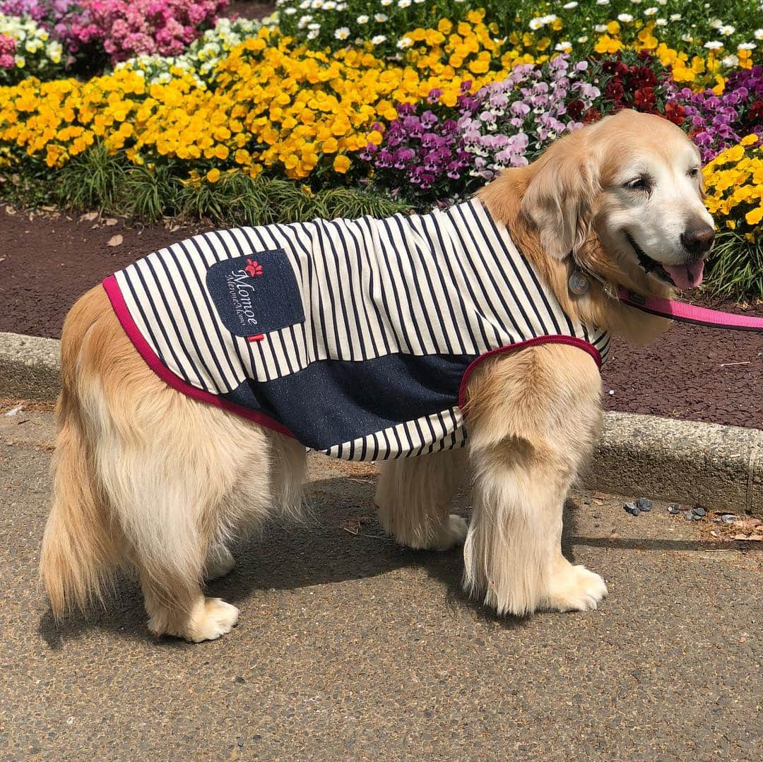 高橋ひとみさんのインスタグラム写真 - (高橋ひとみInstagram)「頼んでいたモモエのお洋服が届きました！ 名前入りでとても素敵に作っていただきました。」4月21日 11時37分 - hitomi_momoe