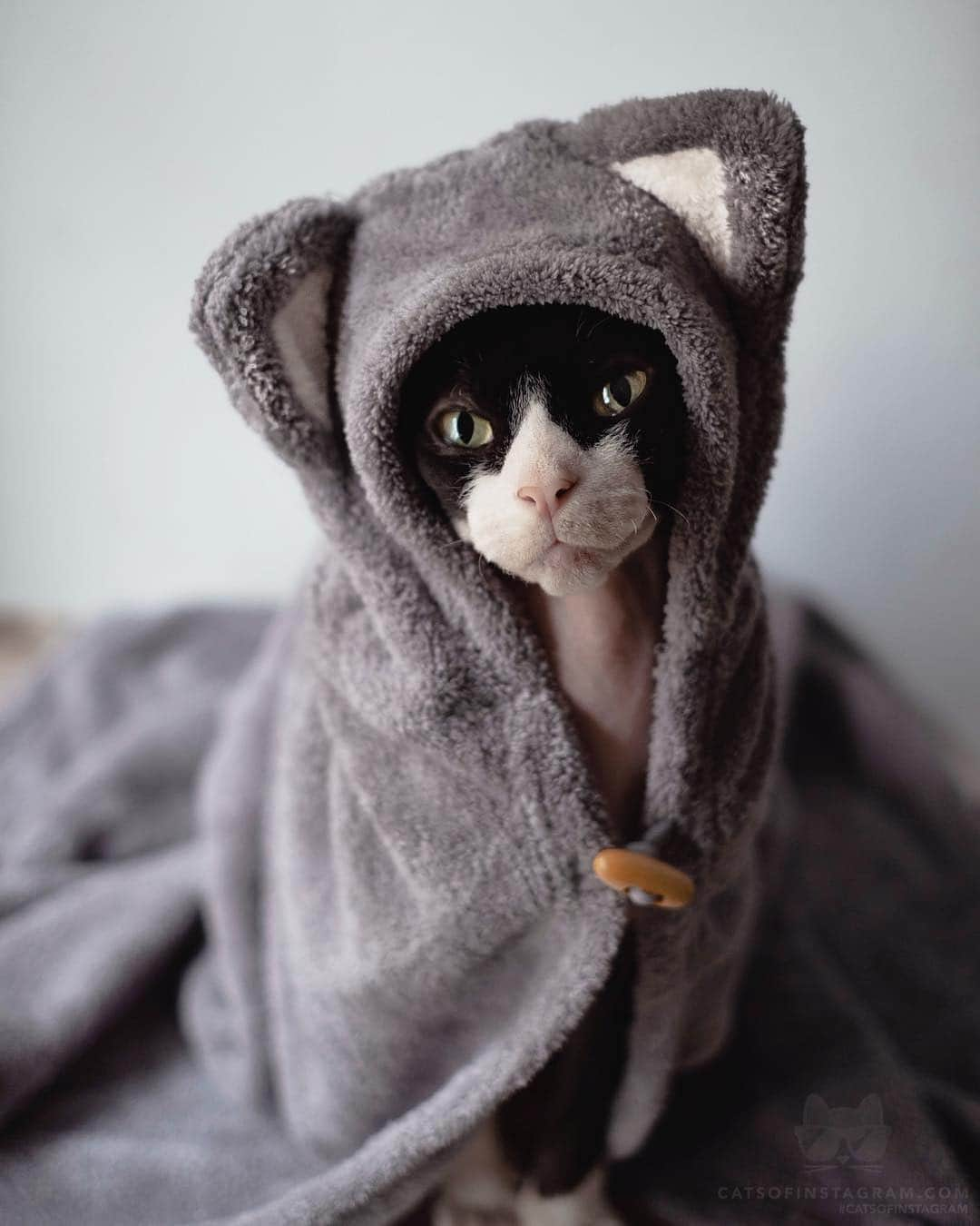 Cats of Instagramさんのインスタグラム写真 - (Cats of InstagramInstagram)「From @the.dark_lord: “Like a wolf in sheep’s clothing, after every bath in the holy water, I seek out revenge on the wretched wenches! For they shall never see me coming in my bath robe ! 🐺” #catsofinstagram」4月21日 11時38分 - cats_of_instagram