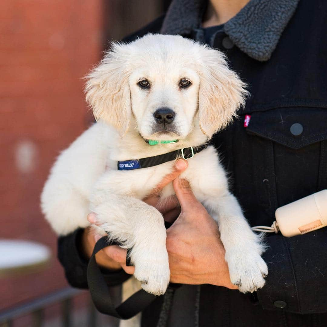 The Dogistさんのインスタグラム写真 - (The DogistInstagram)「Elio, Golden Retriever (12 w/o), N 9th & Berry St., Brooklyn, NY • “He’s learning loose leash walking and basic obedience. Potty training has been rough.” @elioleonard」4月21日 11時38分 - thedogist