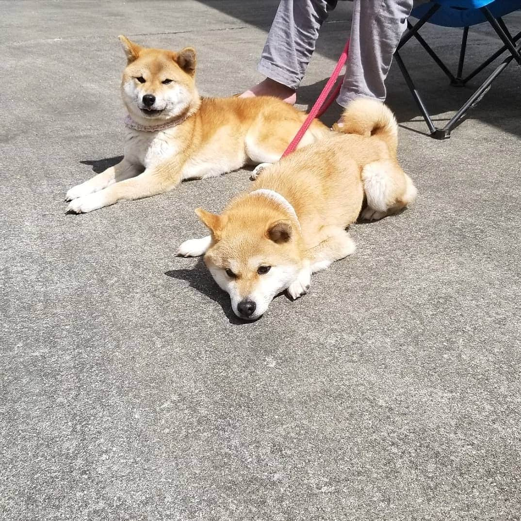 柴犬たま Shibainu Tamaさんのインスタグラム写真 - (柴犬たま Shibainu TamaInstagram)「オトンと日向ぼっこ☀ * Caption trans🇬🇧 They are bask in the sun with father☀ * #柴犬たま #たママ #たま家族 #柴犬ミケ #日向ぼっこ #オトンLOVE #あご乗せ #変な格好 #かなりひし形 #柴犬 #shiba #shibainu #shibastagram #犬 #dog #多頭飼い」4月21日 11時52分 - tama7653