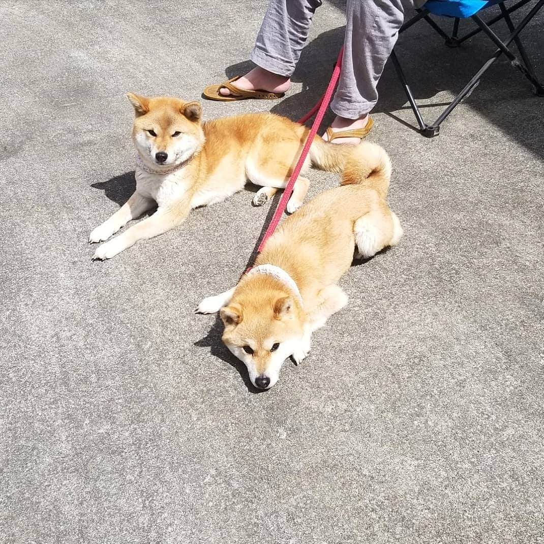 柴犬たま Shibainu Tamaさんのインスタグラム写真 - (柴犬たま Shibainu TamaInstagram)「オトンと日向ぼっこ☀ * Caption trans🇬🇧 They are bask in the sun with father☀ * #柴犬たま #たママ #たま家族 #柴犬ミケ #日向ぼっこ #オトンLOVE #あご乗せ #変な格好 #かなりひし形 #柴犬 #shiba #shibainu #shibastagram #犬 #dog #多頭飼い」4月21日 11時52分 - tama7653