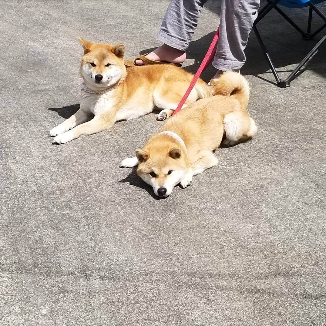 柴犬たま Shibainu Tamaさんのインスタグラム写真 - (柴犬たま Shibainu TamaInstagram)「オトンと日向ぼっこ☀ * Caption trans🇬🇧 They are bask in the sun with father☀ * #柴犬たま #たママ #たま家族 #柴犬ミケ #日向ぼっこ #オトンLOVE #あご乗せ #変な格好 #かなりひし形 #柴犬 #shiba #shibainu #shibastagram #犬 #dog #多頭飼い」4月21日 11時52分 - tama7653