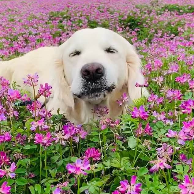 P太郎ママさんのインスタグラム写真 - (P太郎ママInstagram)「レンゲ畑の犬ー。 #花と犬 #ゴールデンレトリバー  #goldenretriever  だだ県の、県の花はレンゲなんだけど。 最近は、レンゲ畑なんて探さんと見つからん！ 小さい頃は見渡す限りの一面がレンゲ畑だった… ような気がする。」4月21日 12時16分 - ptarodada