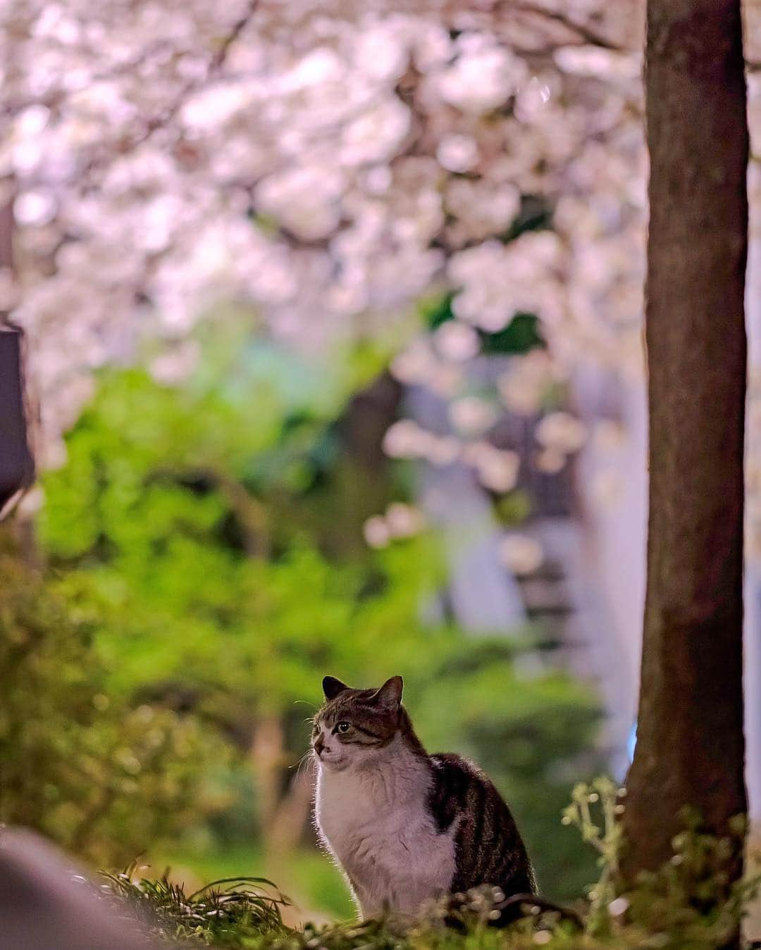 プンクマさんのインスタグラム写真 - (プンクマInstagram)「昨日のことである。私がコアラと呼ぶ猫が、足を引きずりやってきた。近くで見ると右後ろ足が腫れていたので急ぎ捕まえて病院へ連れて行ったところ、足の甲の部分が骨折している模様。2ヶ月ほど安静にしていれば治癒する可能性があるものの、外では人や他の猫を警戒して走りだす可能性もあるため、緊急保護。暫し、我が家のケージの中で治療する事となった。 ゆっくり治療した後は、外に戻ることなく家猫修行だね。^_^ #コアラ #家猫プロジェクト #猫 #ねこ #cat #catstagram #catsofinstagram」4月21日 12時24分 - pnkm913