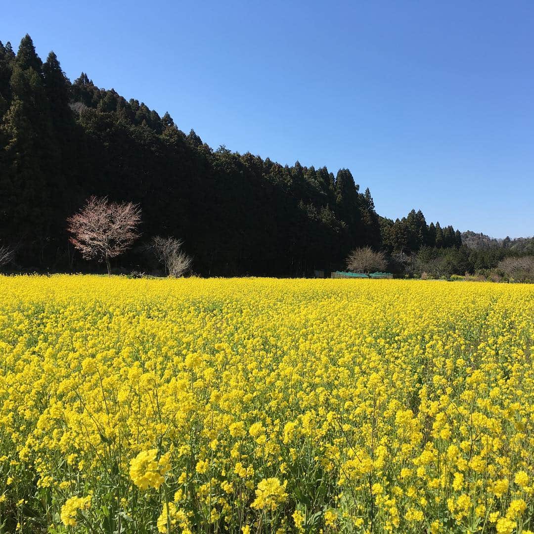 小川永子のインスタグラム：「今年も市原中に春の便りが届きました。少し前の写真になりますが、こちらは、個人の方が蒔いた菜の花畑🌼駅から歩けるほどの場所にありますが、去年までは無かったため、まだほとんど知られていない穴場スポットでした。満開の菜の花畑からは、甘くて優しい香りが漂ってきます🌼#アナウンサー#穴場の菜の花畑 #撮影で教えていただき急遽足を伸ばしました#春の便り#菜の花#市原#写真」