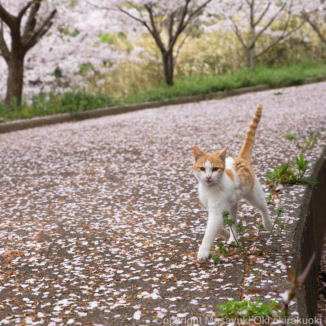 Masayukiさんのインスタグラム写真 - (MasayukiInstagram)「春🌸をよろこぶ。  Dancing with cherry petals  #cat #ねこ」4月21日 12時21分 - okirakuoki