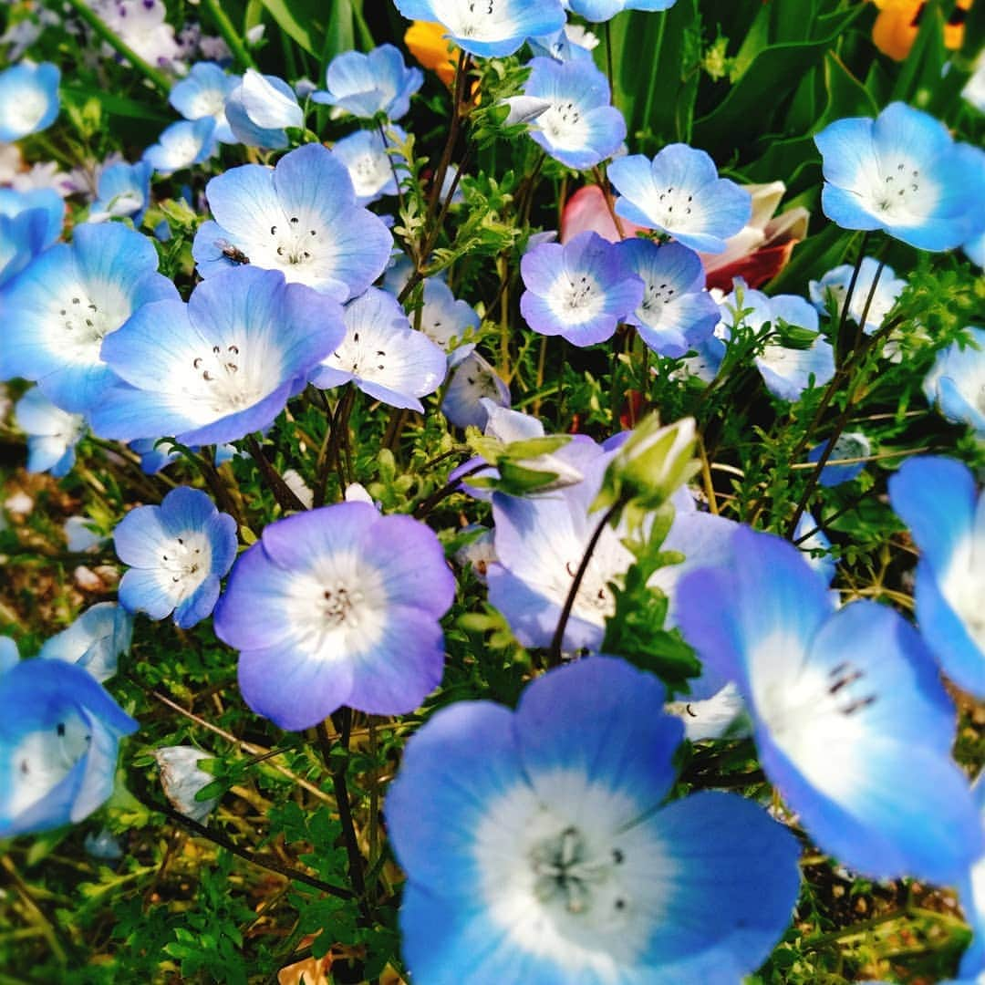 佐藤裕二さんのインスタグラム写真 - (佐藤裕二Instagram)「#ネモフィラ 。うちの#近所 の#公園 にも咲いてます。 #かわいい ですよね。  #チューリップ  #ジョギング #コース #名古屋市緑区 #名古屋 #緑区 #ダイエット  #メーテレ #アナウンサー  #ドデスカ #佐藤裕二 #花 #花おじさん  #おじさん自撮り」4月21日 12時35分 - karaage_satou