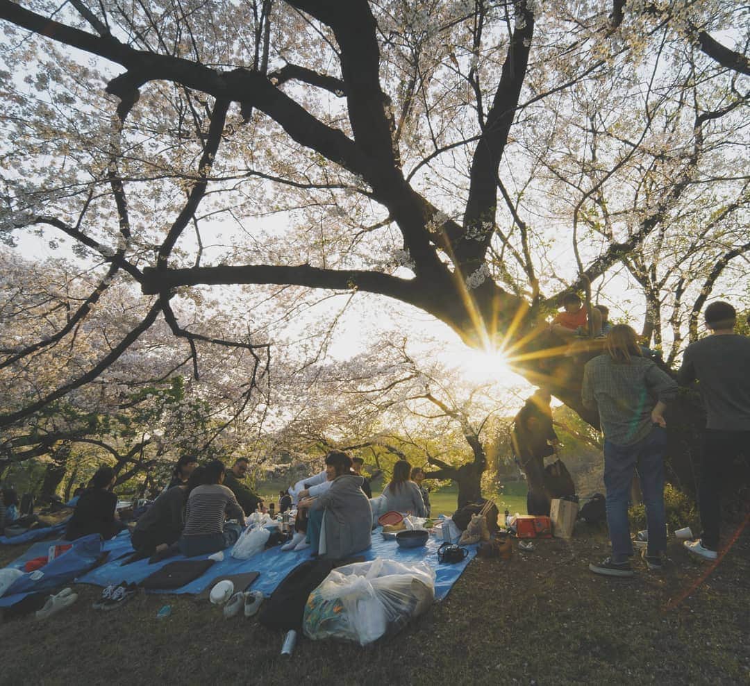 内山麿我さんのインスタグラム写真 - (内山麿我Instagram)「・ ・ 先日の花見🌸 ・ 大好きな新さんと主催で、最高な人たちが集まりました^_^ ・ やはりいい人にいい人は集まるね！ ・ #まろ #maro #ダンサー #dancer #dance #ダンス #ダンスアーティスト #danceartist #mensmodel #japanesemalemodel #tokyo #art #花見 #tokyohanami #ohanami  #日本文化  #桜 #cherryblossom  #friends」4月21日 12時52分 - maroka_uchiyama
