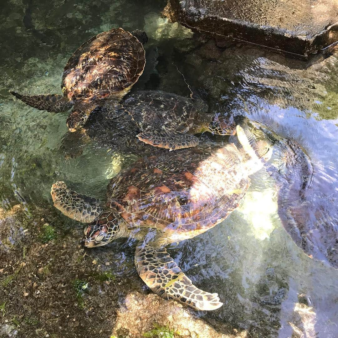 白井鉄也さんのインスタグラム写真 - (白井鉄也Instagram)「海ガメと一緒に泳いだら、噛まれまくったよ！  海パンの緑が、大好物の海苔と同じ色だったみたいだよ！  緑の水着はデスカラーなんですって！ ラッシュガード伸ばして、海パン隠せられたよ！ 浅倉南やんか！ あらまぁ〜  #海ガメ #Sea #seaturtle #turtle #Bitten #Swimsuit #Africa #ヌングイ #nungwi #zanzibar #ザンジバル #シャア専用 #シャア #ジオン #death #colour #deathcolour #レオタード #leotard #タッチ #touch #浅倉南 #me #tbt #love #cute #instgood #instlike」4月21日 12時53分 - shiraichimon