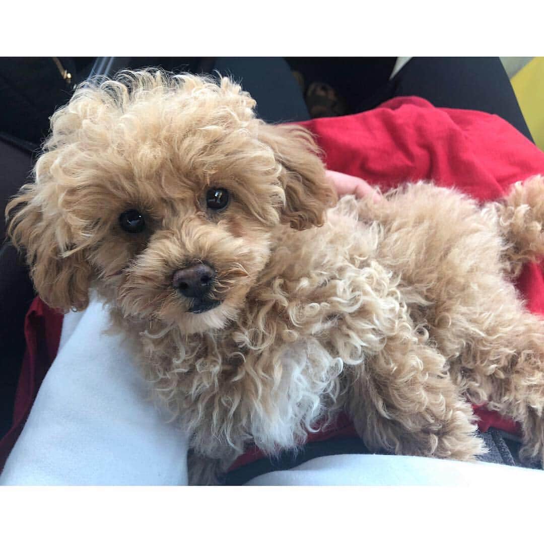 トーライ・ケリーのインスタグラム：「i’m a mom😍😩 @frodomurillobaggins」