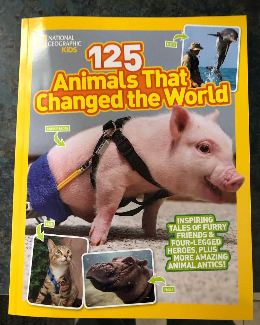 Snorri Sturlusonさんのインスタグラム写真 - (Snorri SturlusonInstagram)「Snorri is in a NatGeo kids book, 125 Animals That Changed the World! Available on Amazon starting 5/28, but you can prepurchase it now. It’s delightful and so much fun! You can read about Cher Ami and Sergeant Stubby and it’s packed with fun pictures and stories. Thank you @natgeo @natgeokid !! 🌏🌍🌎🐈」4月21日 12時55分 - snorrithecat