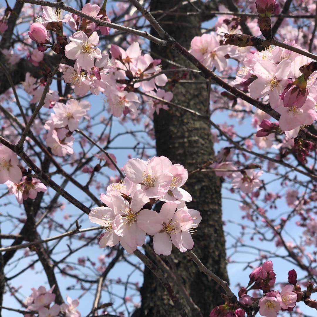 西村みえこさんのインスタグラム写真 - (西村みえこInstagram)「みて！ 弘前の桜はぷっくりピンク。  弘前 土手町 まちなか情報センター前にて🌸  #japan #aomori #hirosaki #cherryblossom #pink #spring #桜前線 #桜ミク #西村みえこ」4月21日 13時27分 - mieko_nishimura_