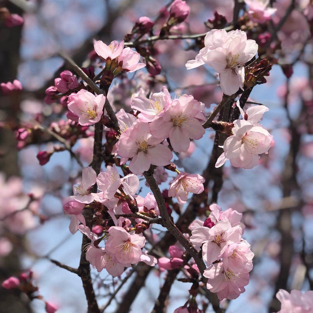 西村みえこのインスタグラム：「みて！ 弘前の桜はぷっくりピンク。  弘前 土手町 まちなか情報センター前にて🌸  #japan #aomori #hirosaki #cherryblossom #pink #spring #桜前線 #桜ミク #西村みえこ」