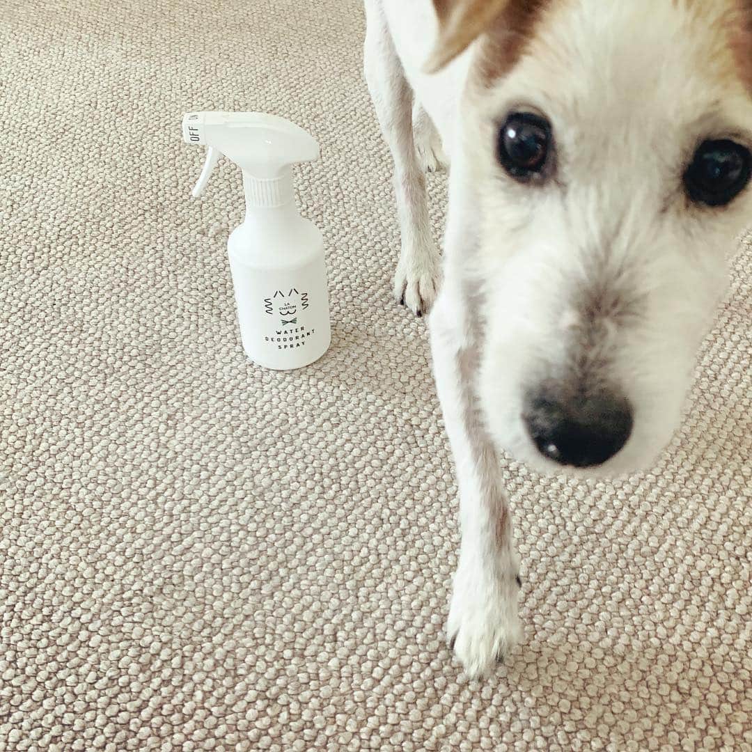 風間ゆみえのインスタグラム：「NECO no OSUSOWAKE だけど、ワンコも使うよ🐶  色々されるけど、これが一番好き。 アルコールも薬品も使わない「水」の除菌消臭スプレーなんだよ。 ラシャトン。 @lachaton_cat  #水の除菌消臭スプレー  #ペロリと舐めても大丈夫 #マーキングやおしっこの消臭に #カラダの消臭に使っても安心 #ゲージやおもちゃやペットの消臭に #カーペットやクッションなど生活空間の消臭に #私たち人間の手肌にも環境にも優しい  #mairotkhm」