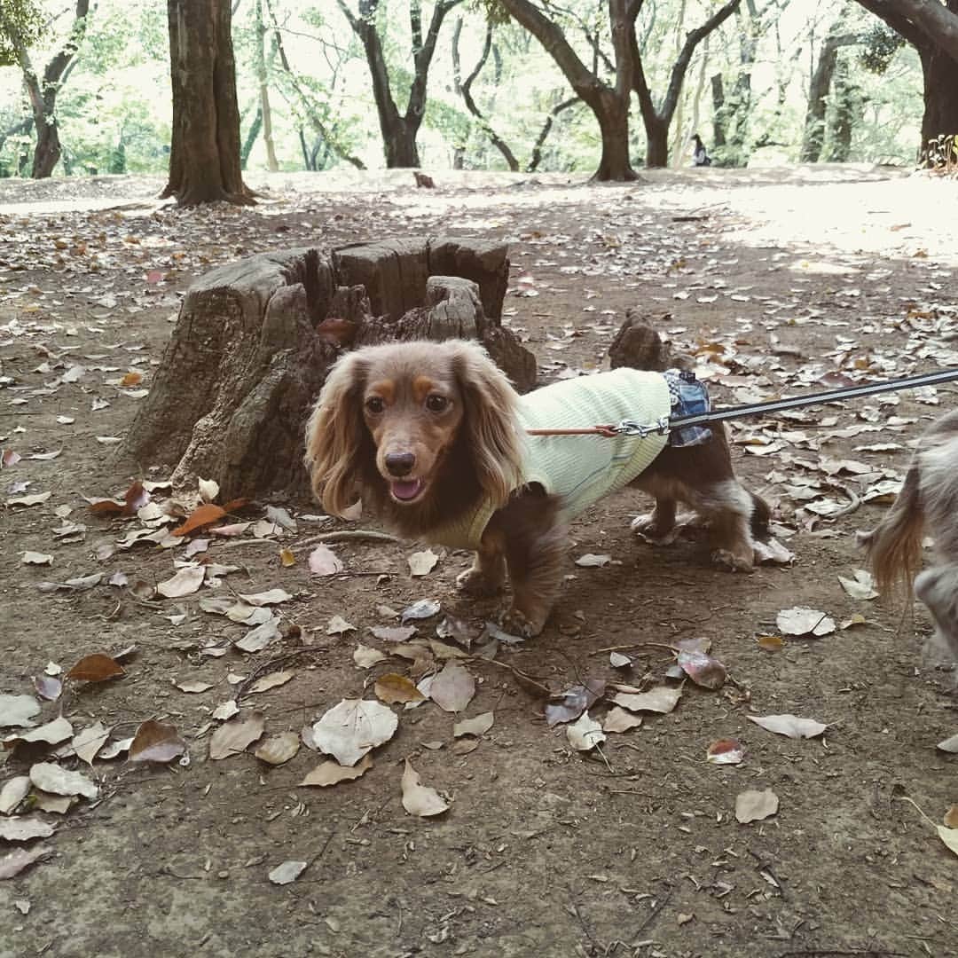 くるみんのインスタグラム：「* 今日はこれから渋谷で仕事。 その前に、日陰の多い代々木公園で2ワンの散歩してきたー  #ミニチュアダックス #ミニチュアダックスフント #イザベラ #イザベラタン #カニンヘンダックスフント #カニンヘンダックスフンド #カニンヘンダックス #カニンヘン #チョコタン #チョコタンダックス #ダックスフンド #ダックス多頭飼い #ダックス #ダックスフント #わんこなしでは生きていけません会 #ワンコなしでは生きて行けません会 #代々木公園 #いぬすたぐらむ #いぬばか部 #短足部 #dachs #dogstagram #east_dog_japan #instagramdogs #instadachs #inustagram #kyounodachs #todayswanko #7pets_1day #だっくすふんど」