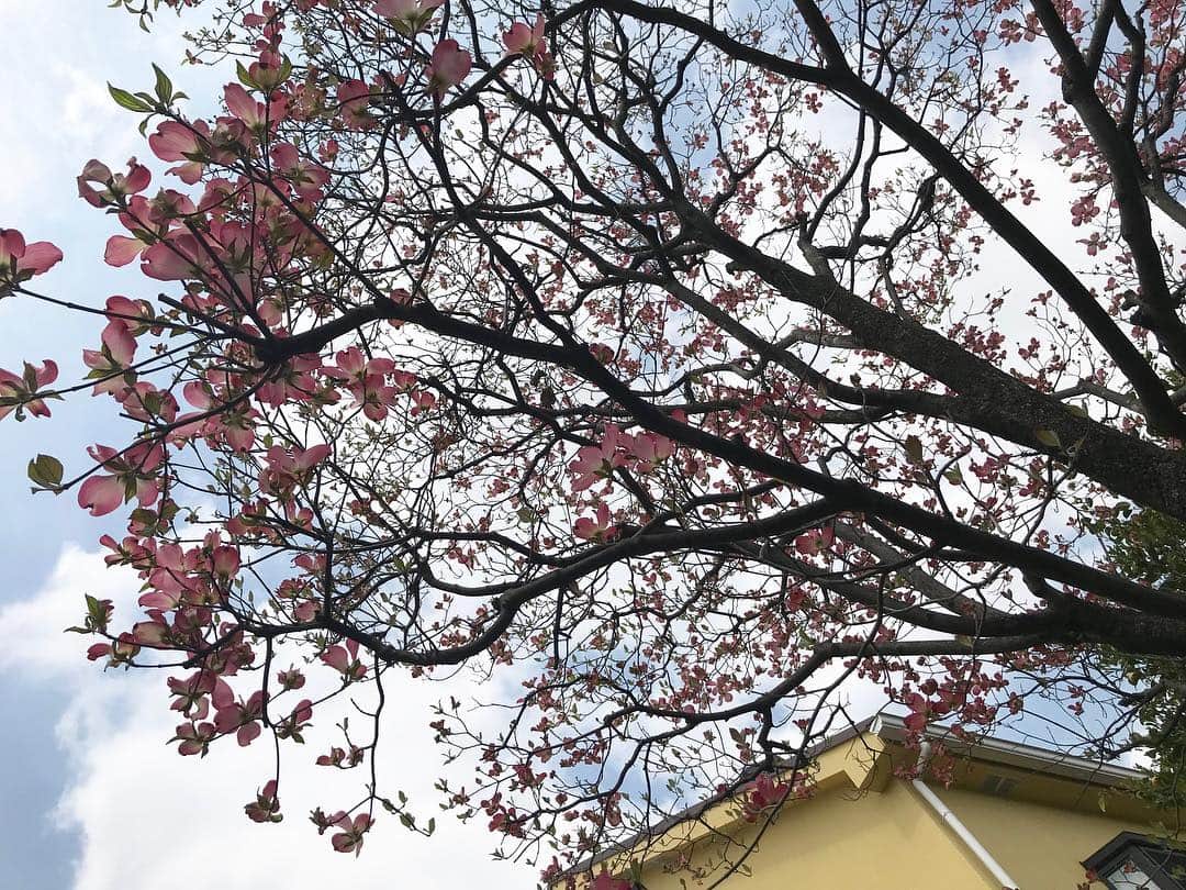 神野美伽さんのインスタグラム写真 - (神野美伽Instagram)「庭のハナミズキ。 今年も元気に咲きました❗️ #ハナミズキ」4月21日 14時09分 - mika_shinno_japan