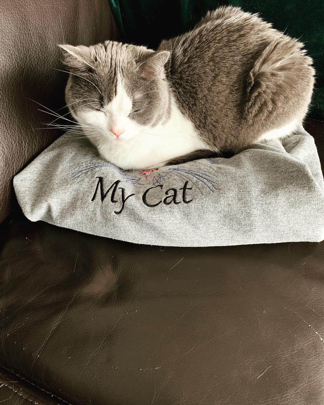 小谷実由さんのインスタグラム写真 - (小谷実由Instagram)「definitely you are my cat #sirasucat」4月21日 14時08分 - omiyuno