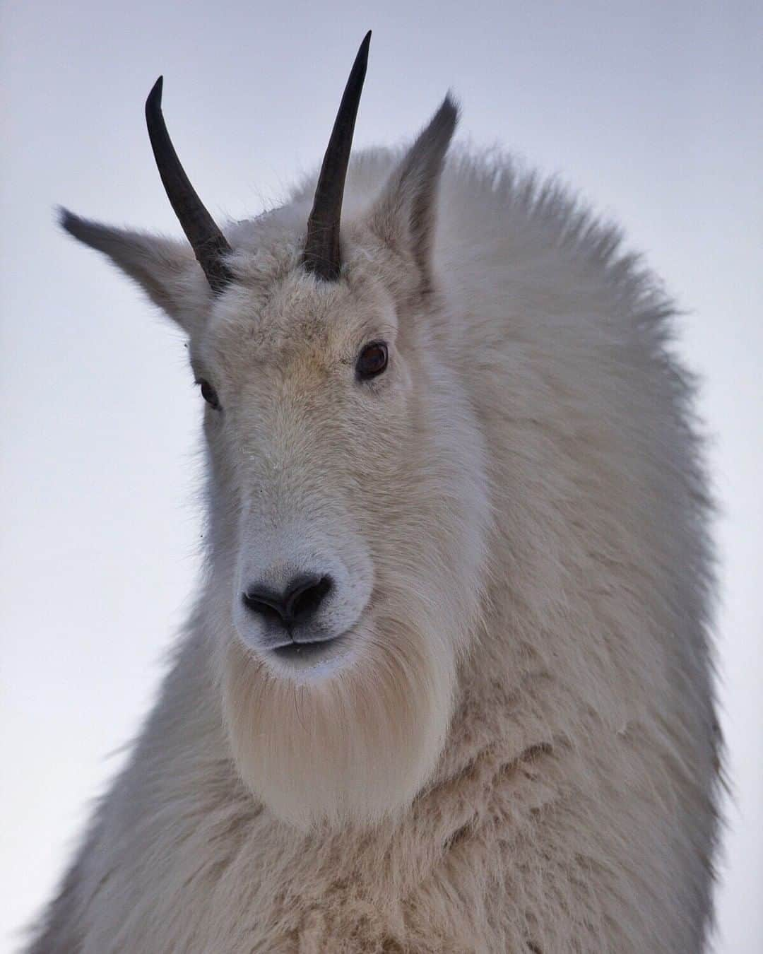 ナショナルジオグラフィックさんのインスタグラム写真 - (ナショナルジオグラフィックInstagram)「Photo by Drew Rush @drewtrush | Did you know mountain goats (Oreamnos americanus) have an even number of toes?  To learn more interesting facts about wildlife and wild places, follow photographer @drewtrush #beauty #wildlife #animals #instagood」4月21日 14時34分 - natgeo