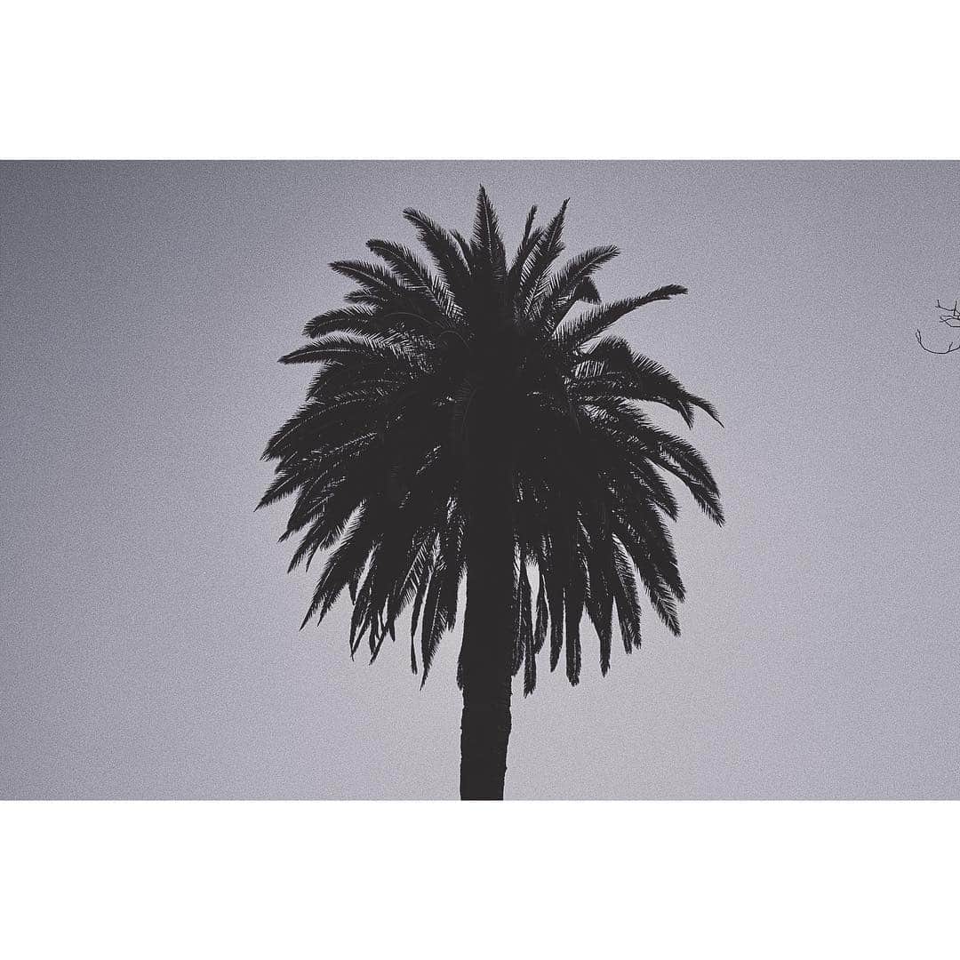 アビゲイル・スペンサーさんのインスタグラム写真 - (アビゲイル・スペンサーInstagram)「Highland Park. #california」4月21日 14時34分 - abigailspencer