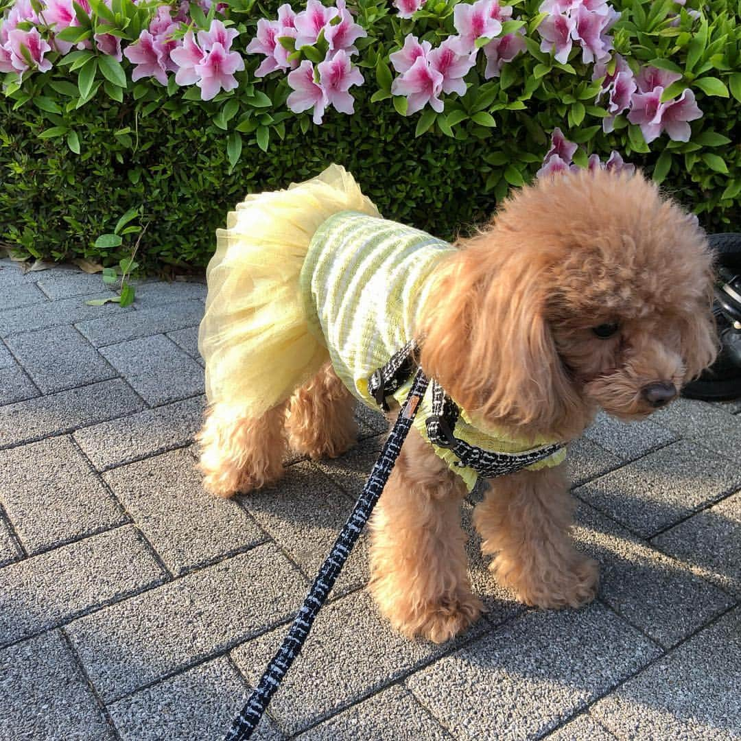 山下莉奈さんのインスタグラム写真 - (山下莉奈Instagram)「みんなでボーダーズ🐶💕 色も赤、青、黄色でばっちり👍 姫からのお下がりをポーちゃんに✨ポーちゃんのを鼓太郎に🤣❣️ お散歩日和の季節になりましたね💕💕 lpg411-0388 @lialapg #lialapg #liala_fashion #pr #fashion #dogstagram」4月21日 14時44分 - rinayamashita