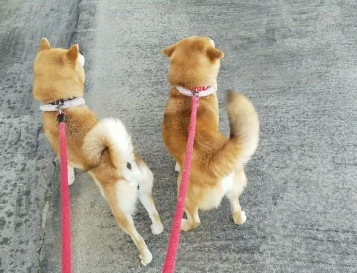 柴犬たま Shibainu Tamaのインスタグラム