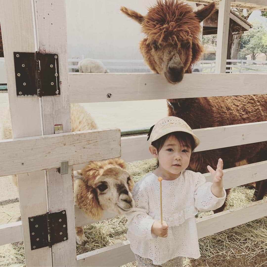 大菅小百合さんのインスタグラム写真 - (大菅小百合Instagram)「天気が良い日の休日😆‼️ 動物が大好き娘は餌やりを何度も繰り返し🦙パパとママはそり滑りを楽しみましたとさ😍✨笑 ・ ・ ・ #子猿のような娘 #大好きなアルパカ #娘と顔ハメ #孔雀が羽を広げてくれた #貴重なショット」4月21日 14時57分 - sayuriosuga1027