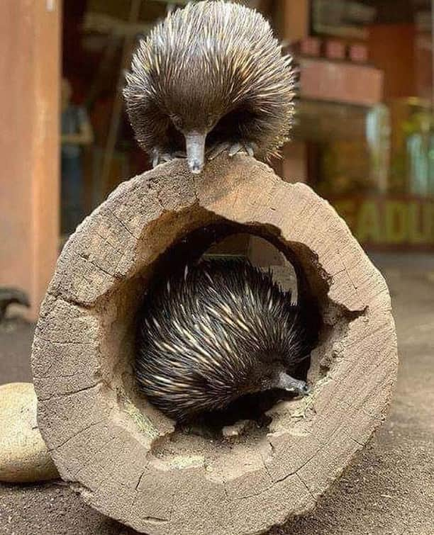 Australiaさんのインスタグラム写真 - (AustraliaInstagram)「Tonka and Diesel are acing this whole couple photoshoot thing! 😍Zookeeper @h.humphrey54 captured this adorable photo of this #echidna duo at @sydney’s @wildlifesydneyzoo, which is located right in the middle of @darlingharbour. These native creatures are fascinating to observe, especially during mealtime, as they use their long beaks and tongues to probe and suck up food. TIP: Check out the daily keeper talk in the Kangaroo Walk-About exhibit, on some days a lucky guest gets the opportunity to feed one of these spiky fellas with a large spoon - you never know, it could be you!🤞🏻 #seeaustralia #newsouthwales #ilovesydney #wildlifephotography #travel #weeklyfluff」4月21日 15時00分 - australia