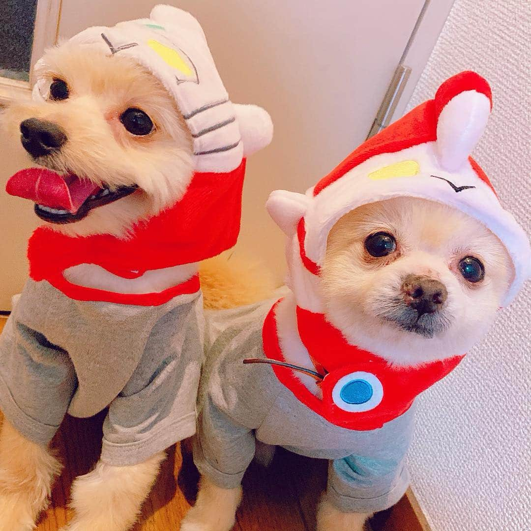 サキ吉さんのインスタグラム写真 - (サキ吉Instagram)「スリーコインズでウルトラマンの被り物とお洋服売ってた🥺❣️ 可愛すぎる親子😭❤️ ． #ポメラニアン #ポメマルプー #ウルトラマン #ウルトラマンコスプレ #ゆめつな #夢吉 #綱吉」4月21日 15時00分 - sakikichi1201