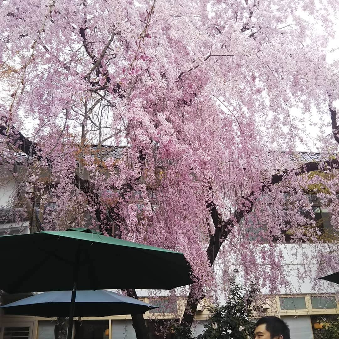 みますやさんのインスタグラム写真 - (みますやInstagram)「今日はお客様が参加される大茶会に行ってきました❗️花曇りのお天気でしたが、やっぱり鶴ヶ城の桜は最高です🎵お着物姿の方も沢山いらっしゃいました✨お声がけ下さった皆さま、ありがとうございましたm(__)m #みますや#着物#会津#鶴ヶ城#大茶会#お茶会#鶴ヶ城の桜」4月21日 15時20分 - mimasuya.sns