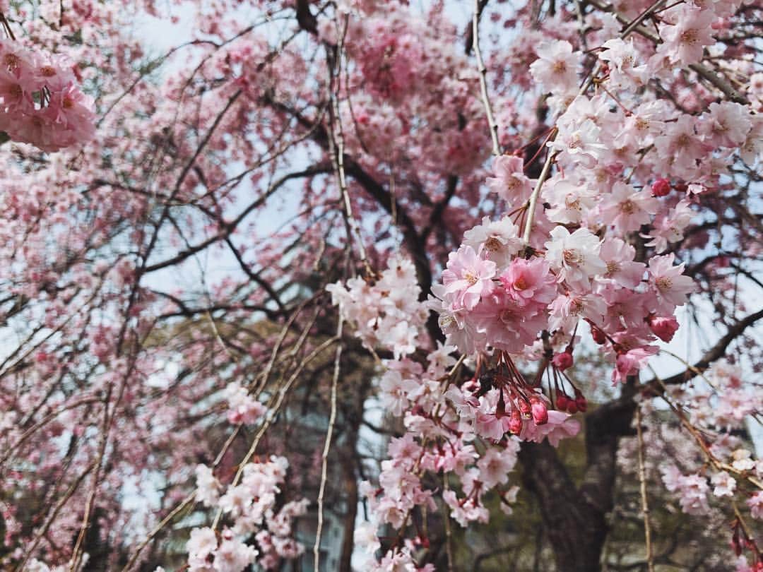 のインスタグラム：「🌸 ・ 今の気分🌿 ・ ・ 新しい気持ちで月曜日を迎えられるように思考と心のデトックス🍃 ・ ・ ___________________________ ・ #reborn_sendai #igjapan #思考のデトックス #桜」