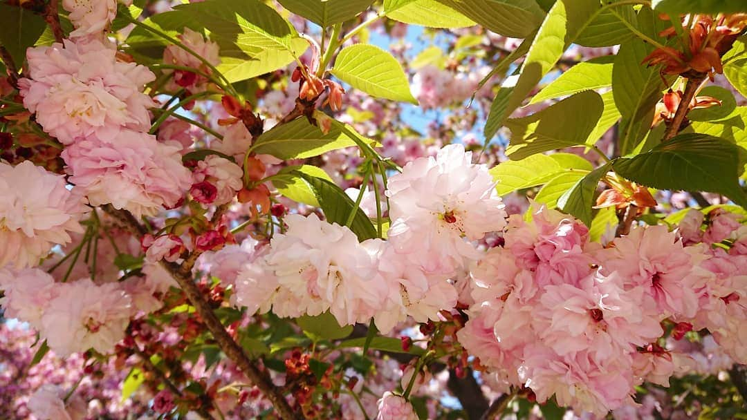 桜花さんのインスタグラム写真 - (桜花Instagram)「春から初夏にだんだん変わってゆきますね🐱✨✨ 今年も桜沢山みたし 沢山思い出が増えました🍀  初夏もがんばりましょか〜〜〜！！＼(^^)／ 初夏の山も最高だから、楽しみです＼(^^)／🍀 #初夏  #がんばりま #しょか #春  #桜  #cherrybrossam #cherrybrossams #flowers  #flower #spring  #mountain #mountains  #mountaingirl #outdoor  #山歩き  #山登り #アウトドア  #山が好き #花  #花が好き」4月21日 15時16分 - mountainohka