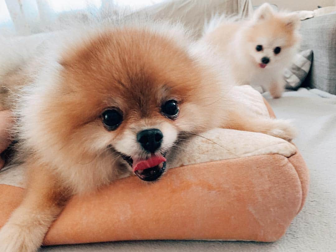 r_oseのインスタグラム：「Fluff ball with eyes and tongue 🐻〰️」