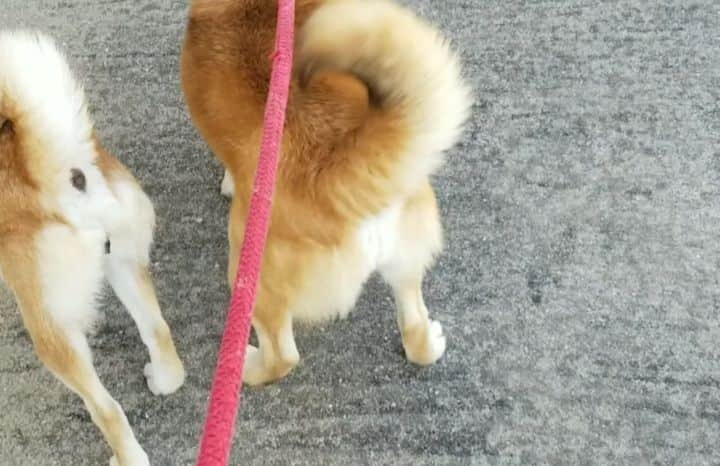 柴犬たま Shibainu Tamaのインスタグラム