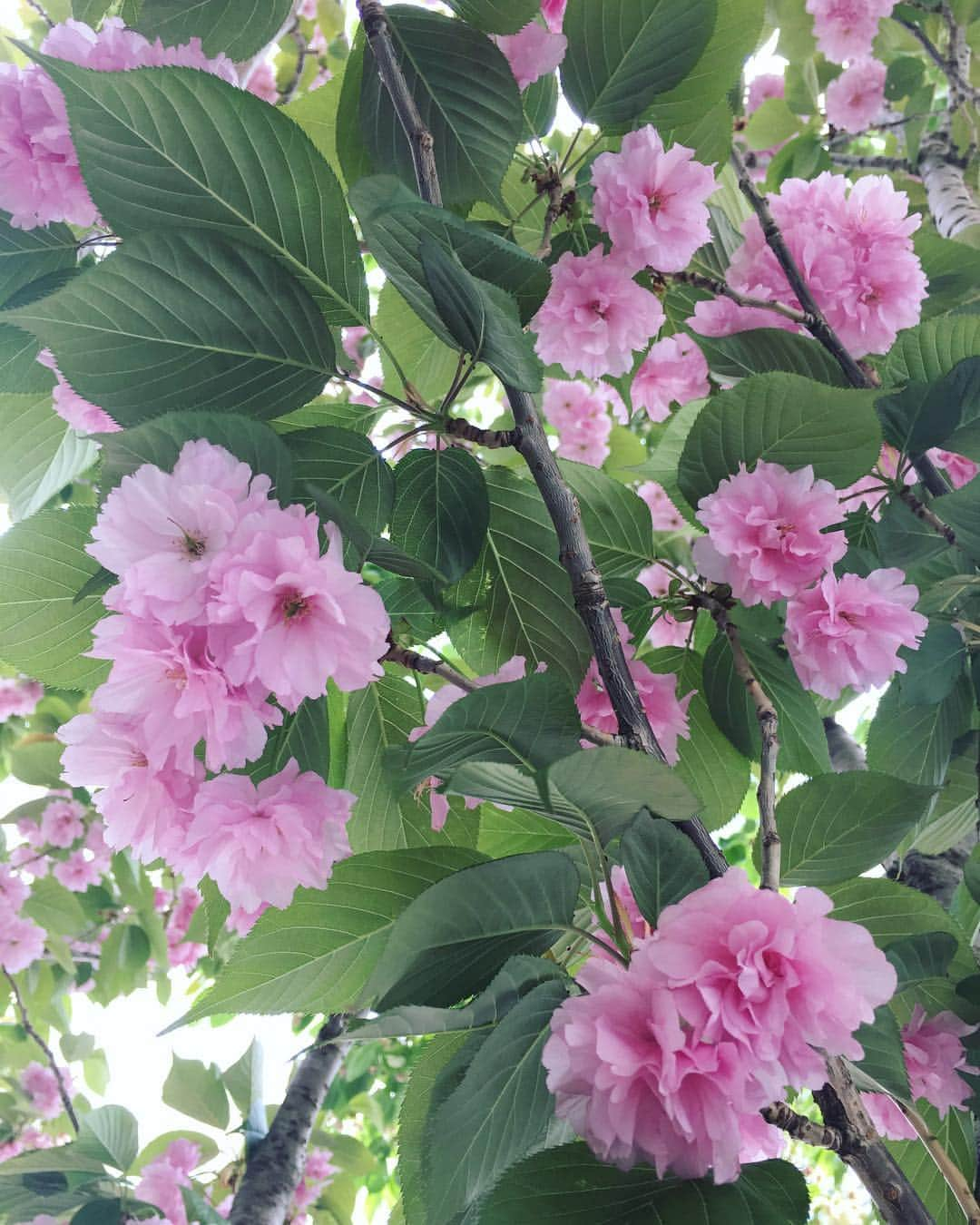 新田恵海さんのインスタグラム写真 - (新田恵海Instagram)「八重桜(関山桜)が満開だったので🌸🌸 葉っぱとのコントラストがまたきれい✨  #八重桜 #cherryblossom」4月21日 15時55分 - tnstagram1210